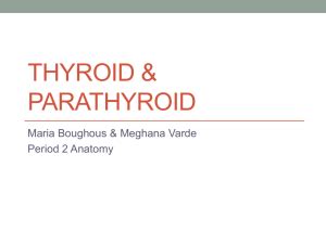Quiz Thyroid Parathyroid Adrenal
