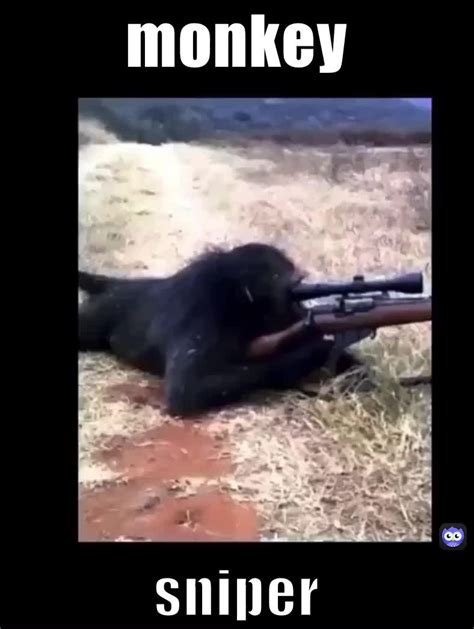 Monkey Sniper Stuffofrandomness Memes