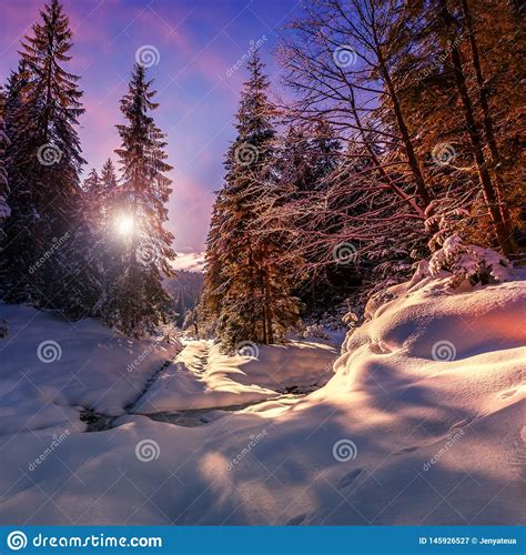 Fantastic Winter Forest Landscape In The Sunset Icy Snowy Fir Trees