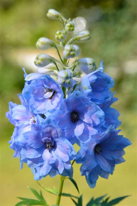 Delphinium Blue Lace Container Flowers Beautiful Flowers Pretty