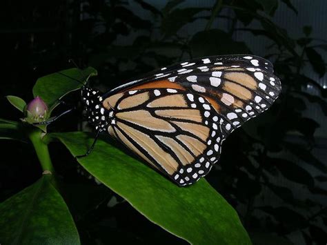 Danaus Plexippus 002 Monarque Papillon — Wikipédia Danaus