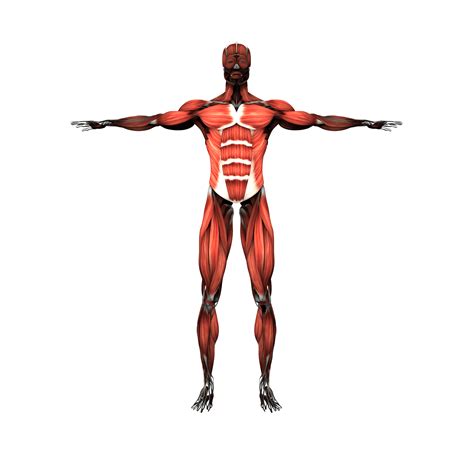 The Muscular System Human Body Muscle Human Skeleton Png Clipart Images And Photos Finder