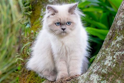 Himalayan Colorpoint Persian Cat Breed Information And Characteristics