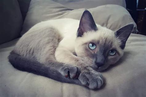 Find siamese kittens for sale. Siamese For Sale in Florida (12) | Petzlover