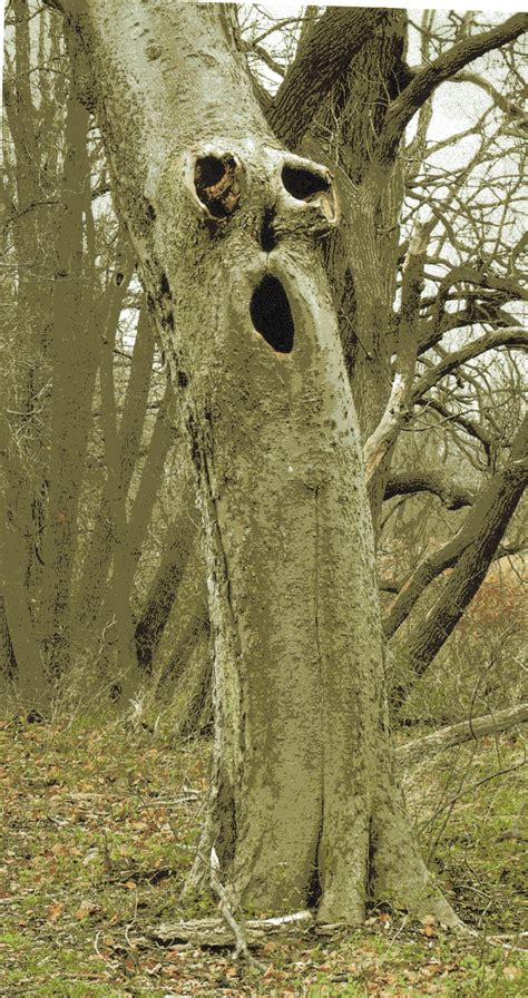 Clancy Tuckers Blog 6 April 2018 Weird Trees Around The World