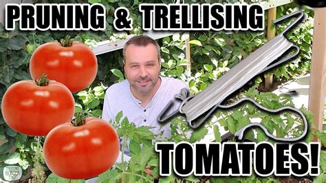 How To Prune Tomato Plants For More Fruit And Less Leaves Plus How To