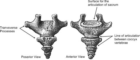 Diagram Of Coccyx Tailbone Posterior And Anterior View Labelled