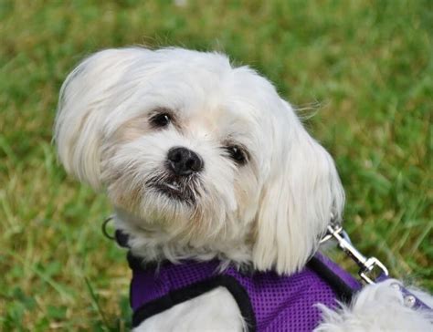 Maltese Hypoallergenic Small Dogs That Dont Shed