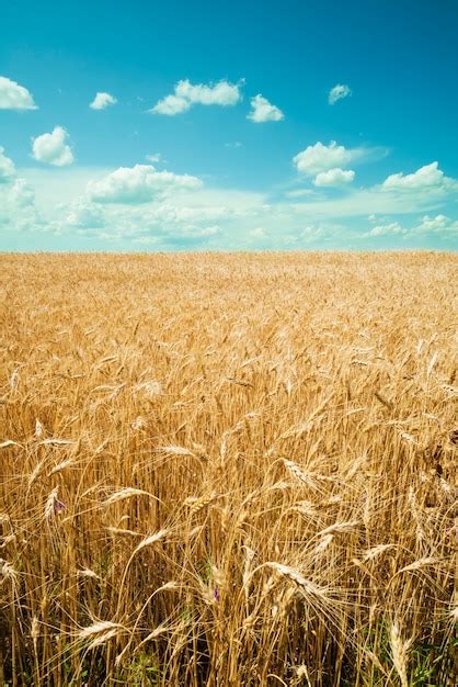 Premium Photo Wheat Field With Blue Sky