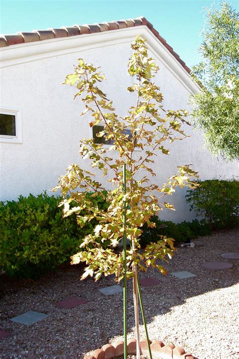 Autumn blaze autumn fantasy maple. Xtremehorticulture of the Desert: Autumn Blaze Maple Not a ...