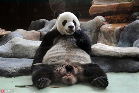 Captive Panda Population Reaches 520 Worldwide Lifestyle Chinadaily