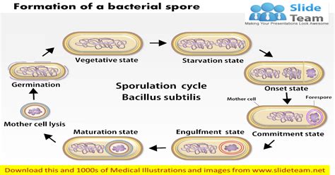 Formation Of A Bacterial Spore By Bacillus Subtilis Medical Images For