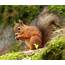 Red Squirrel Identification Habits & Behavior  Johnson Pest Control