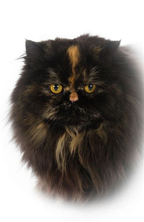 Himalayan Black Persian Cat Pets Lovers