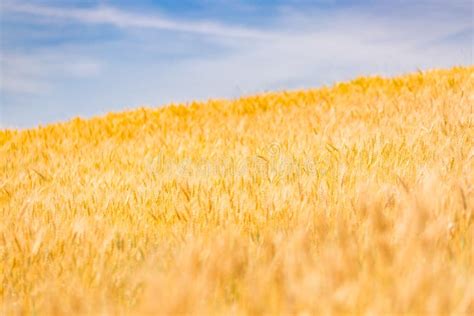 Wheat Field Sunny Day Under Blue Sky Bright Summer Day Agriculture
