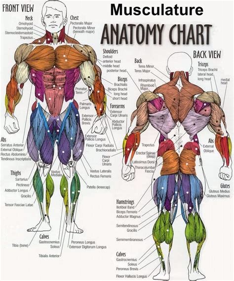 This is a free printable worksheet in pdf format and holds a printable version of the quiz full body muscular anatomy. Bodybuilding - Full Human Muscular Anatomy Chart (With ...