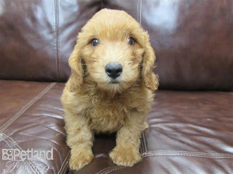 Browse goldendoodle puppies and buy a miniature goldendoodle now. Goldendoodle-DOG-Male-Golden-2782218-Petland Frisco, TX