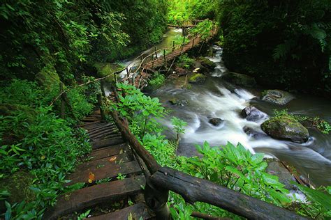 Nature Bridge By E3w On Deviantart