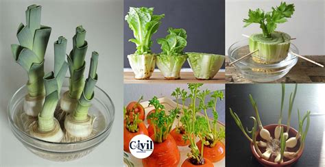 10 Vegetables Can Regrow In Water Engineering Discoveries