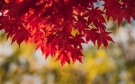 Download Wallpaper 3840x2400 Maple Leaves Branches Autumn Macro