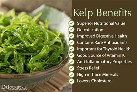 6 Major Health Benefits Of Sea Kelp For Energy And Metabolism