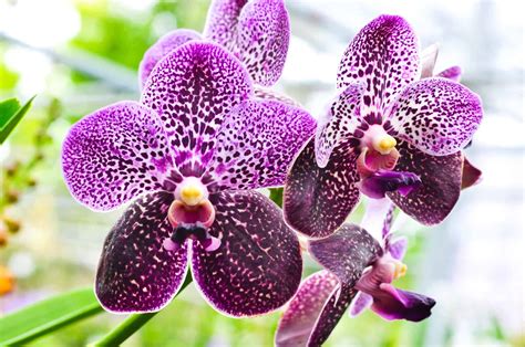 Orquídeas Raras Conheça Sobre Essas Espécies Perdidas Pelo Mundo