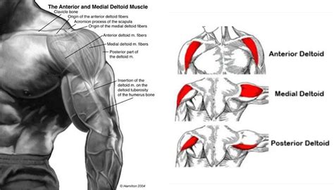 Deltoid Anatomy Your Deltoids Are Formed Of 3 Headsdeltoid Anatomy 1