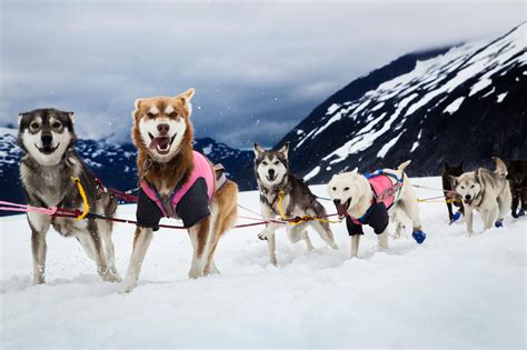 Humans And Dogs Have Been Sledding Together For Nearly