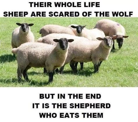 Dont Be Sheep Funny Funny Quotes Jokes About Men