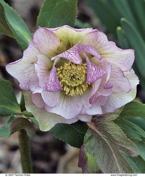 Hellebores Cure The Late Winter Blues Finegardening