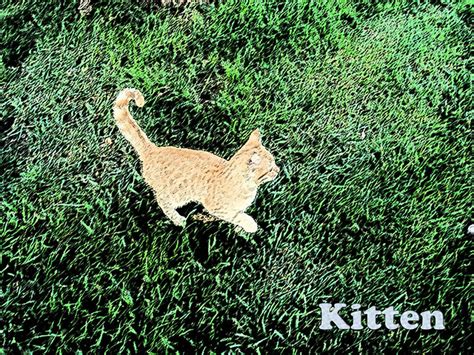 Filtered Kitten Zain J Flickr