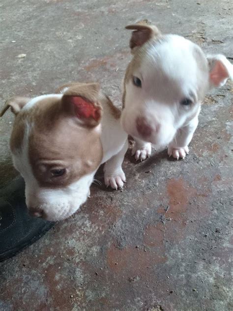 Pit Bulls And Itty Pitties Fb Staffy Dog Pitties Animals And Pets