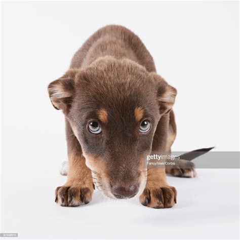 Sad Puppy High Res Stock Photo Getty Images