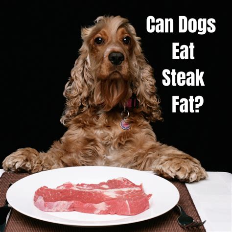 Can Dogs Eat Cooked Steak Fat Pethelpful