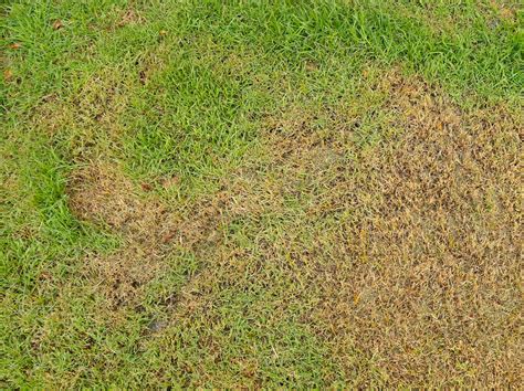 Maxum Irrigation Reveals 6 Signs Your Lawn Is Overwatered Maxum