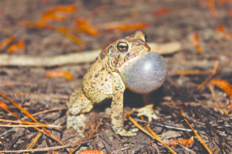 An Adult Male Houston Toad Bufo Anaxyrus Houstonensis Calling To Download Scientific Diagram
