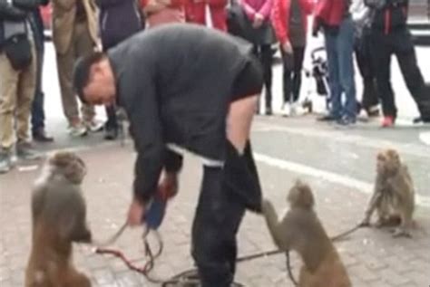 Chinese Street Performer Left Red Faced After Monkey Pulls Down His