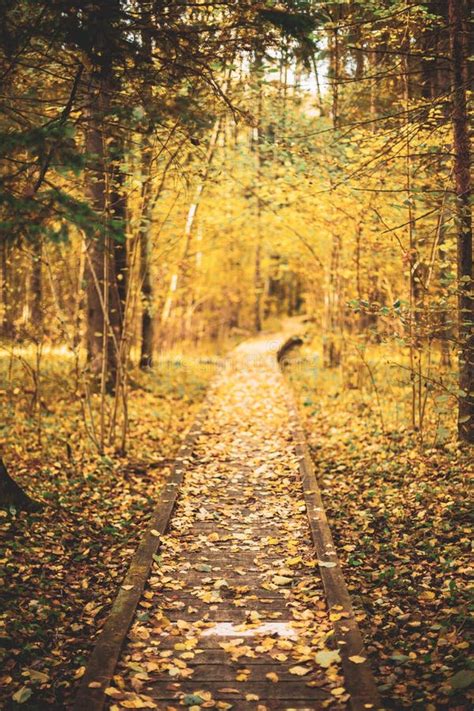 Wooden Boarding Path Way Pathway In Autumn Forest Eco Wooden Trail