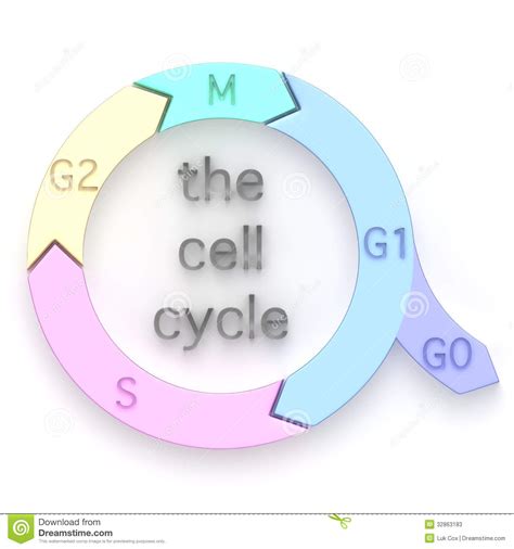 Check spelling or type a new query. Diagram Of The Cell Cycle Stock Photos - Image: 32863183