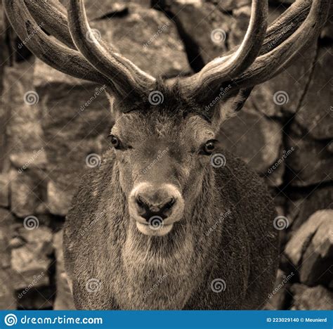 Red Deer are Ruminants, Characterized by a Four-chambered Stomach