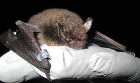 Rabies In Alaska Bats Is Very Rare But Caution Is Warranted State Medical Experts Say • Alaska