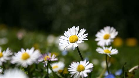 Download Wallpaper 1920x1080 Daisies Flowers Meadow Grass Nature