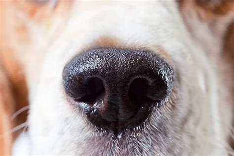 White Spots On Dogs Nose What You Need To Know