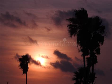Palm Trees At Sunrise Stock Photo Image Of Outdoors 133899850