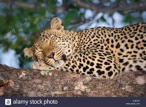 Leopard Panthera Pardus Sleeping In A Tree Close Up