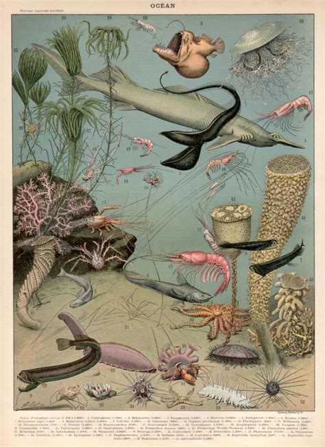Sea animal craft ideas for free. Underwater Seascape Antique Print 1897 Lithograph Ocean | Etsy | Antique prints, Sea life wall ...