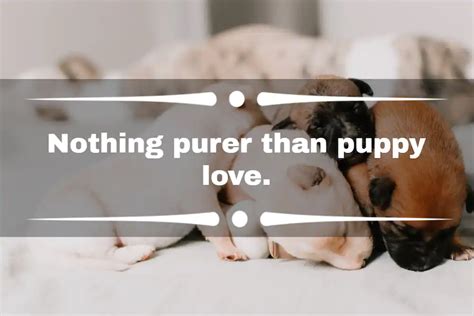 125 Pawfect Instagram Captions For Puppy Lovers In 2023