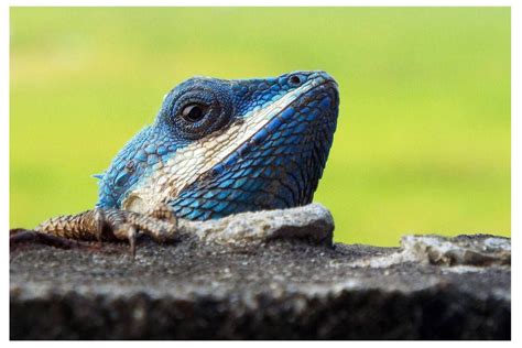 Blue Crested Lizard Thailand Kiew1 Photography 2016 Deviantart