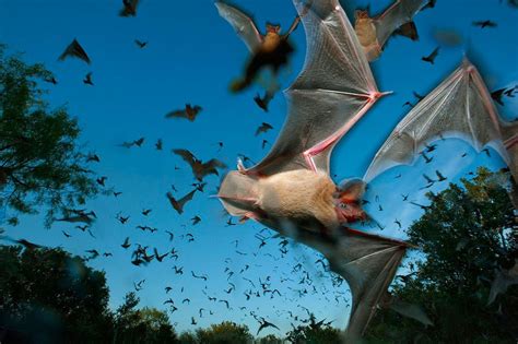 Bats Mammal Bat Chiroptera Flock Swarm Wallpapers Hd Desktop And