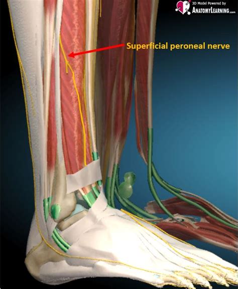Ankle Normal Ultrasoundpaedia